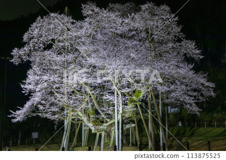 The mysterious illuminated Neo Sakura 113875525