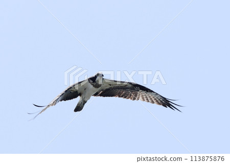 Osprey flying majestically against the blue sky 113875876
