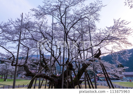 淡墨櫻花在黎明時盛開 淡墨櫻花在黎明時盛開 113875963