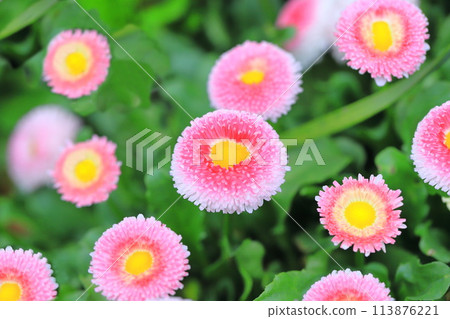 Spring flowerbed pink daisy Spring flowerbed pink daisy 113876221
