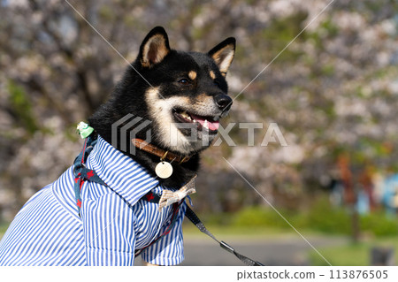 Toy poodle with cherry blossoms in the background 113876505