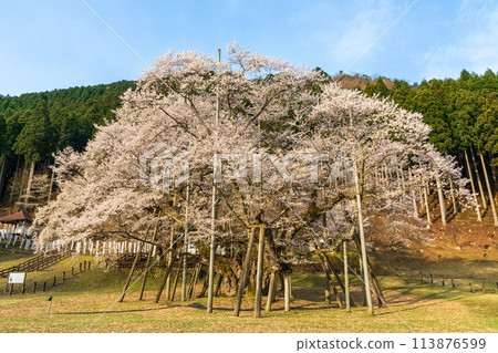一棵巨大的淺藍色櫻花樹在早晨的陽光下閃閃發光 113876599