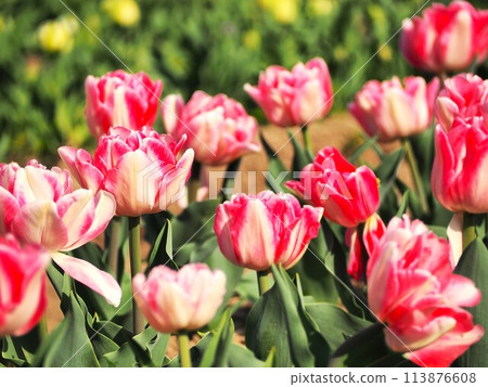 Pink tulip 113876608