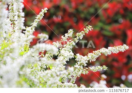 Red Japanese photinia and white snow willow 113876717