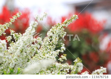 紅金餅和白雪柳（雪柳） 113876718
