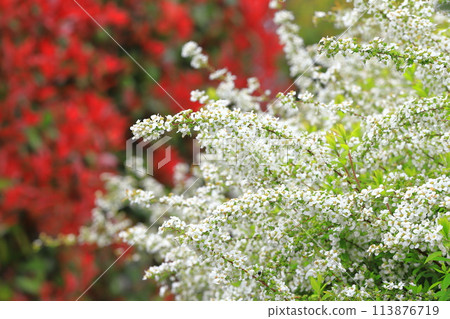 Red Japanese photinia and white snow willow 113876719