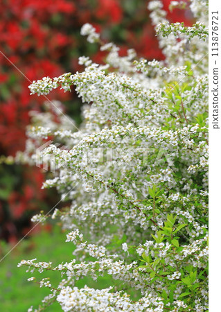 Red Japanese photinia and white snow willow 113876721