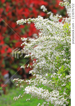 Red Japanese photinia and white snow willow Red Japanese photinia and white snow willow 113876722