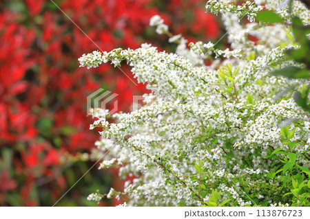 Red Japanese photinia and white snow willow 113876723