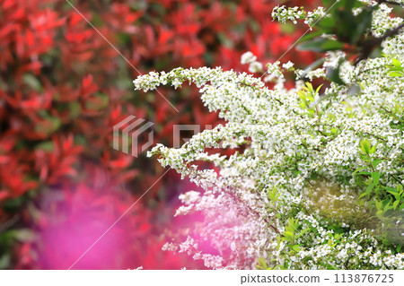 Red Japanese photinia and white snow willow Red Japanese photinia and white snow willow 113876725