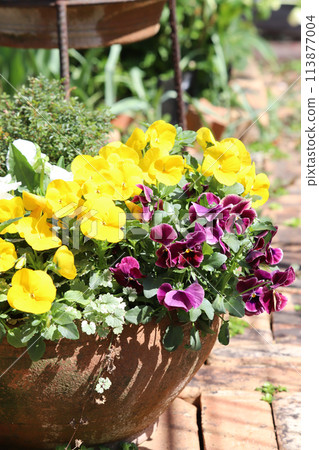 Spring potted plants Spring potted plants 113877004