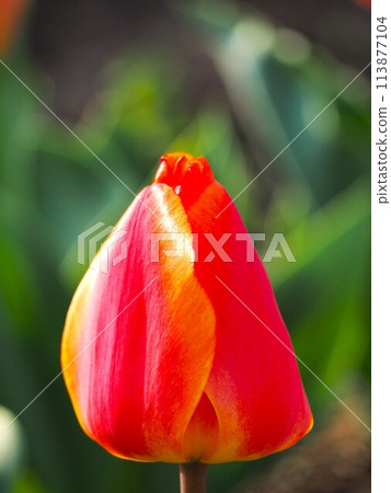 Orange tulip Orange tulip 113877104