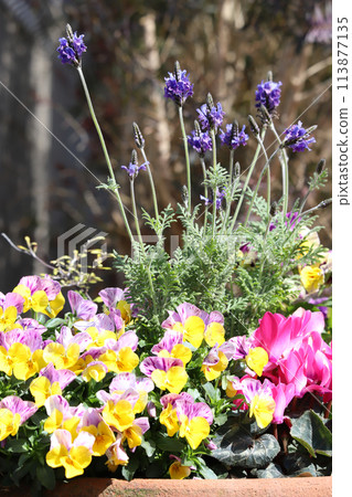 Planting in the garden 113877135