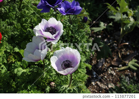 Purple anemone flowers blooming in a spring garden Purple anemone flowers blooming in a spring garden 113877201