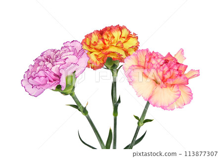 [Carnation] (depth synthesis) 113877307