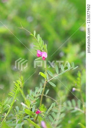 Karasuno pea (crowno pea) or Yake 豌 Bean (Yahazu pea) Karasuno pea (crowno pea) or Yake 豌 Bean (Yahazu pea) 113877402