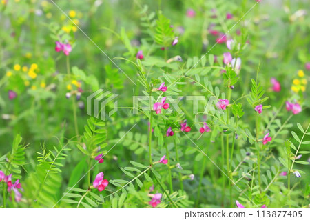 Karasuno pea (crowno pea) or Yake 豌 Bean (Yahazu pea) 113877405