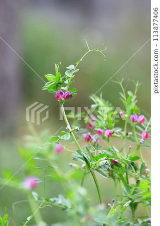 Karasuno pea (crowno pea) or Yake 豌 Bean (Yahazu pea) 113877406
