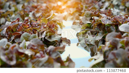Salad farm vegetable red oak lettuce. Close up fresh organic hydroponic vegetable plantation produce red green salad hydroponic cultivate farm. Red oak lettuce salad in green Organic plantation Farm. Salad farm vegetable red oak lettuce. Close up fresh organic hydroponic vegetable plantation produce red green salad hydroponic cultivate farm. Red oak lettuce salad in green Organic plantation Farm. 113877468