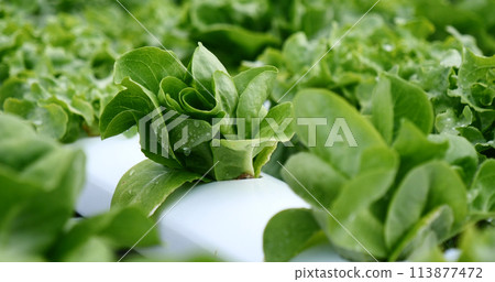 Salad farm vegetable green oak lettuce. Close up fresh organic hydroponic vegetable plantation produce green salad hydroponic cultivate farm. Green oak lettuce salad in green Organic plantation Farm 113877472