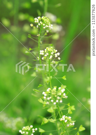 Mamegunbai Nazuna 花 Mamegunbai Nazuna 花 113877626