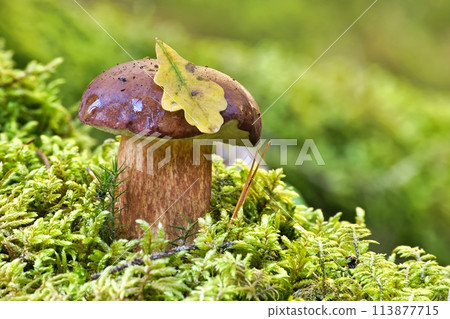 Pinewood king bolete mushroom growing in moss 113877715