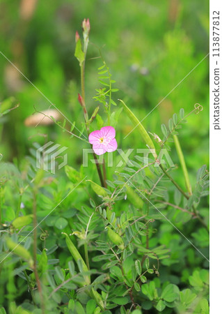 Red flower evening primrose and wild pea Red flower evening primrose and wild pea 113877812