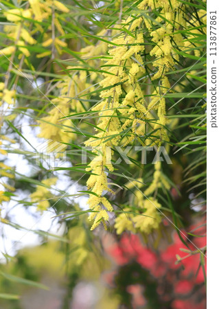 多花金合歡 (Acacia floribunda) 或多花金合歡 (柳葉金合歡) 多花金合歡 (Acacia floribunda) 或多花金合歡 (柳葉金合歡) 113877861