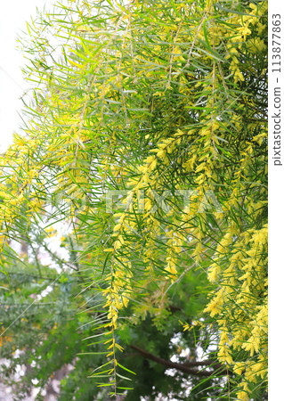 Acacia floribunda or floribunda (willow leaf acacia) Acacia floribunda or floribunda (willow leaf acacia) 113877863