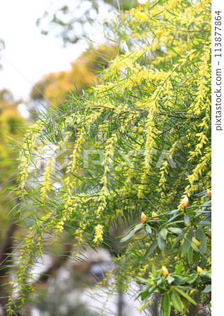 Acacia floribunda or floribunda (willow leaf acacia) 113877864