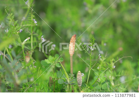 春天的草地:木賊和野豌豆 春天的草地:木賊和野豌豆 113877981