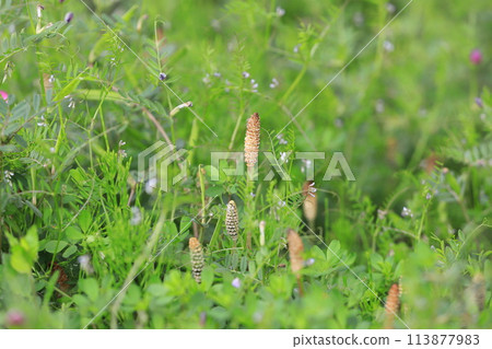 Spring grassland: Horsetail and wild pea 113877983