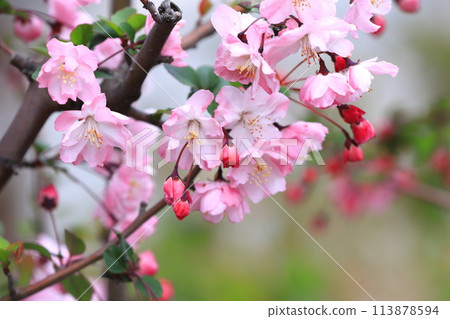 Hana Kaido鮮花盛開 Hana Kaido鮮花盛開 113878594
