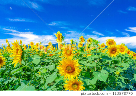 [Summer material] Akeno sunflower field and blue sky [Yamanashi Prefecture] 113878770