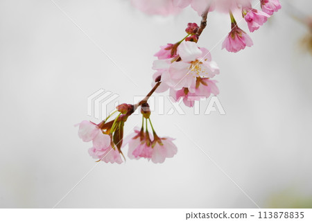 櫻花的風景 櫻花的風景 113878835