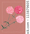 pink carnation 113879605