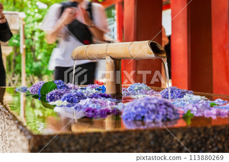 June in Kamakura, Tsurugaoka Hachimangu Shrine, Flower Water Purifier 113880269