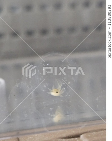 Axolotl eggs 113880293