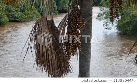fruits of the buriti palm tree fruits of the buriti palm tree 113880444