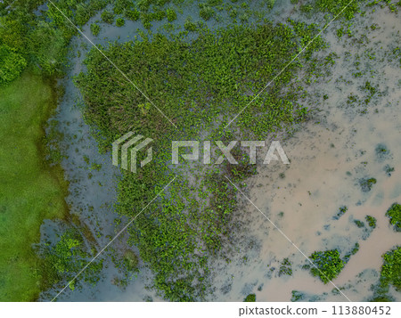 Small Swamp in Itaja Goias 113880452
