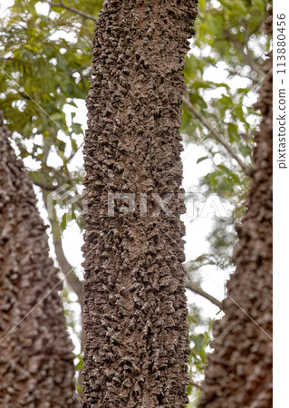 textured trunk of angiosperm tree 113880456