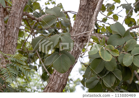 Pekea Nut Tree Leaves 113880469