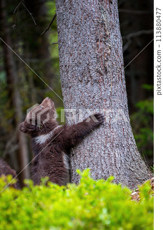 Young brown bear cub in the forest. Animal in the nature habitat Young brown bear cub in the forest. Animal in the nature habitat 113880477
