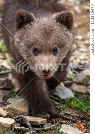 Young brown bear cub in the forest. Animal in the nature habitat Young brown bear cub in the forest. Animal in the nature habitat 113880479