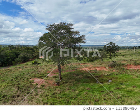 big tree in a field 113880480
