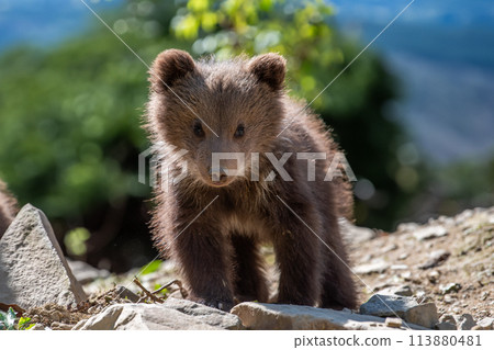Brown bear cub walking across rocky hillside Brown bear cub walking across rocky hillside 113880481
