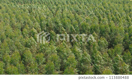 cultivation of eucalyptus trees 113880488