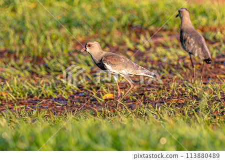 Adult Southern Lapwing Bird 113880489