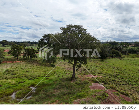 big tree in a field 113880500