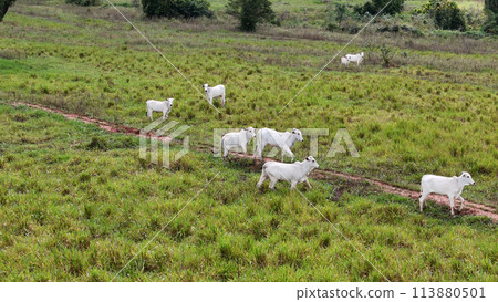 field pasture area with white cows grazing 113880501